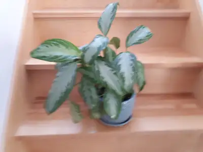 Aglaonema Silver Bay dans son cache-pot céramique, View more