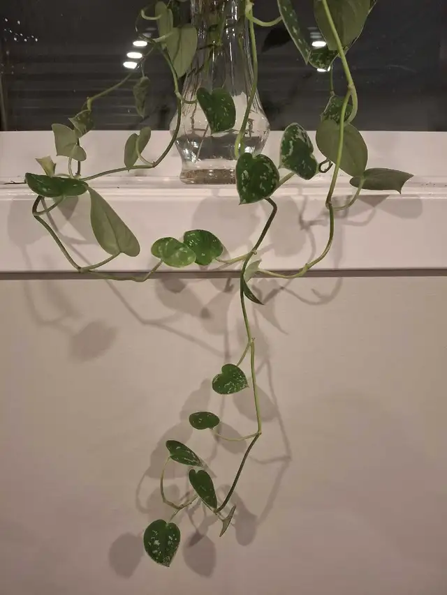 Pothos Clippings in Fish for Rehoming in Edmonton - Image 5