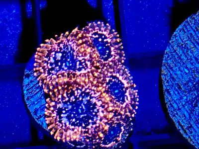 XL Utter Chaos on Special : $10pp for frags 4 polyps or larger ! Otherwise they are $20pp for smalle...