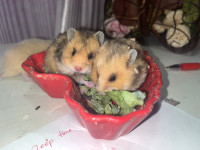 adorably baby rex hamsters
