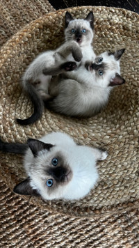 Siamese x Ragdoll kittens