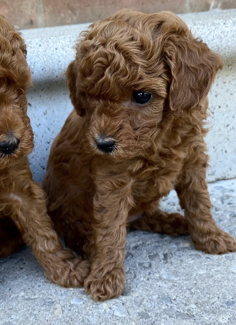 Red Toy Poodle Puppies puppy 1 girl left Dogs & Puppies for Rehoming