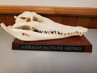 Vintage Museum Specimen Australian Saltwater Crocodile Skull 