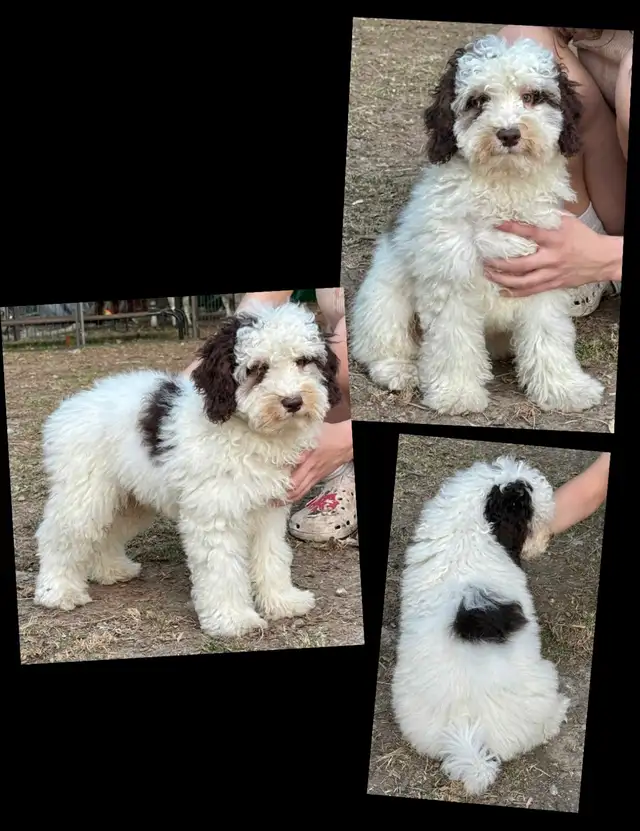 Mini Goldendoodles ~ Mini Bernedoodles ~ Mini Aussiedoodles in Dogs & Puppies for Rehoming in Mississauga / Peel Region - Image 9