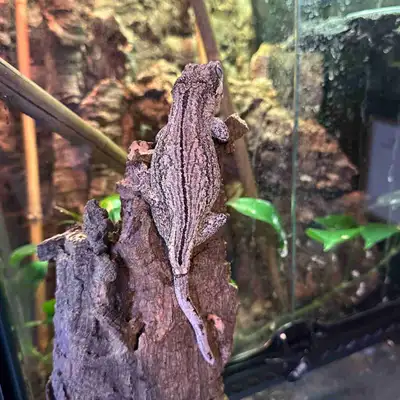 Female Gargoyle Geckos, View more