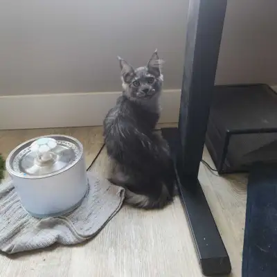 XXL grey maincoon kitten purebred, View more