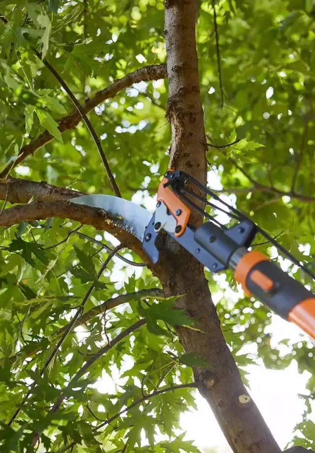  tree cutting543429503097262081