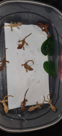 Unsexed baby Crested Geckos