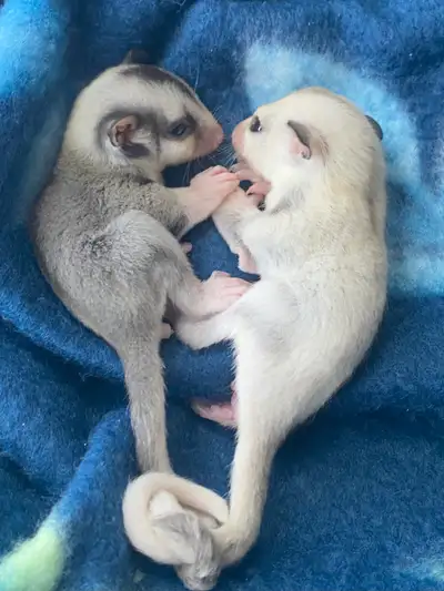 Find Your Perfect Sugar Glider Companion at Georgian Bay Sugar Gliders! At Georgian Bay Sugar Glider...