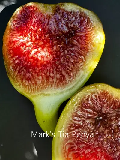 Tia Penya Premium Fig Tree, View more