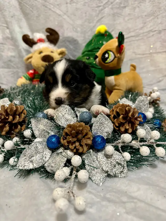 CKC Miniature American Shepherd (AKA Mini Aussie) in Dogs & Puppies for Rehoming in Napanee - Image 3