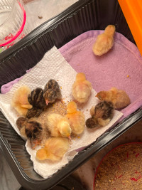 Rutin chicks the smallest chicks in the world