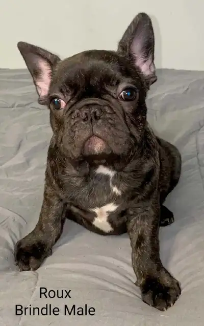 Frenchton puppies, View more
