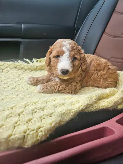 Goldendoodle F2, View more