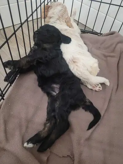 Moyen/Medium F1B Goldendoodle Looking for Permanent Guardian Home. Must live within a 1-3hr drive fr...