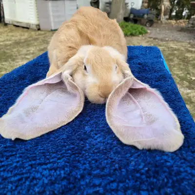 Bébés lapins géants béliers anglais * English lop bunny rabbits, View more