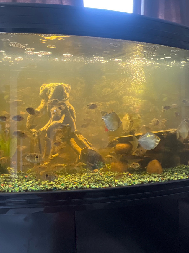 gold saum/green terror for rehome or trade for different fish in Fish for Rehoming in Red Deer - Image 3