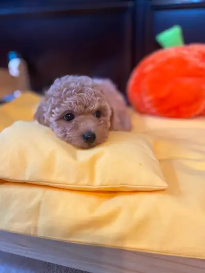 cream apricot toy poodle puppy, View more