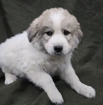 Great Pyranees x golden retrievers puppies, View more