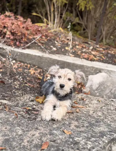 We have 1 boy morkie left does not shed, has calm gentle cuddly personality, born on July 17th,2025,...