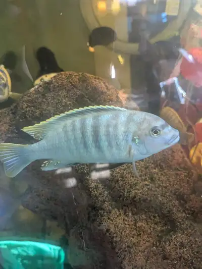 ice blue cichlids for rehoming , View more