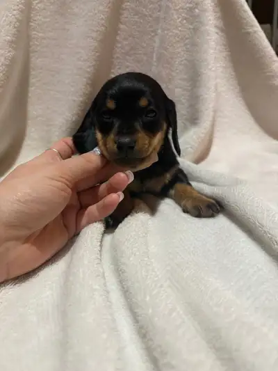 Mini dachshund puppies, View more
