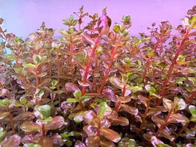 aquarium plants for sale , View more