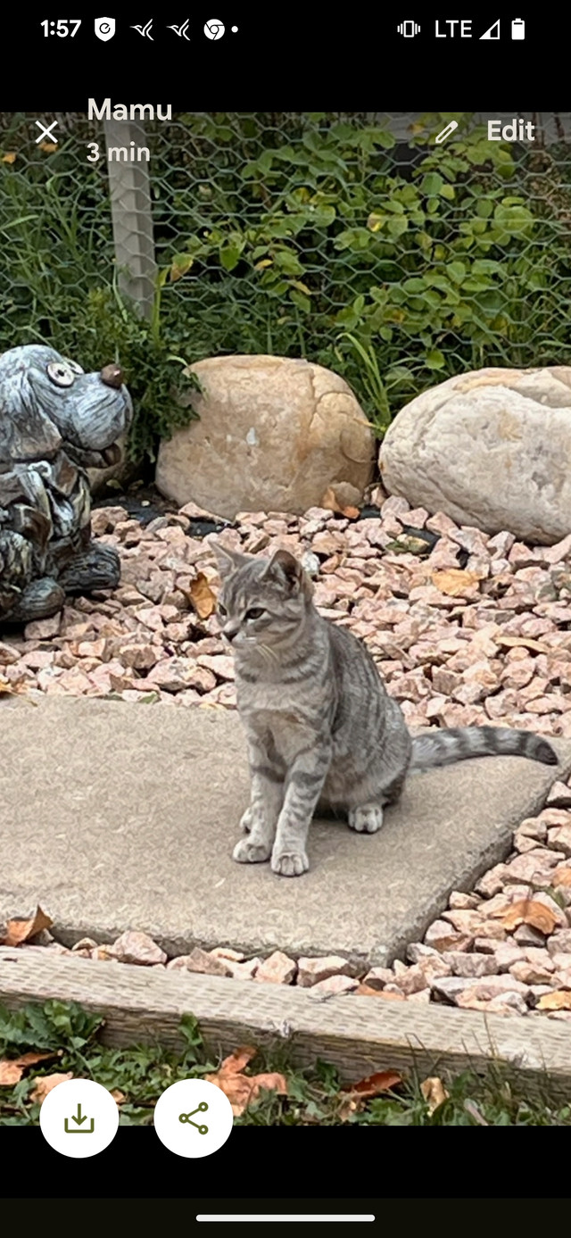 Kittens for adoption Cats & Kittens for Rehoming Calgary Kijiji