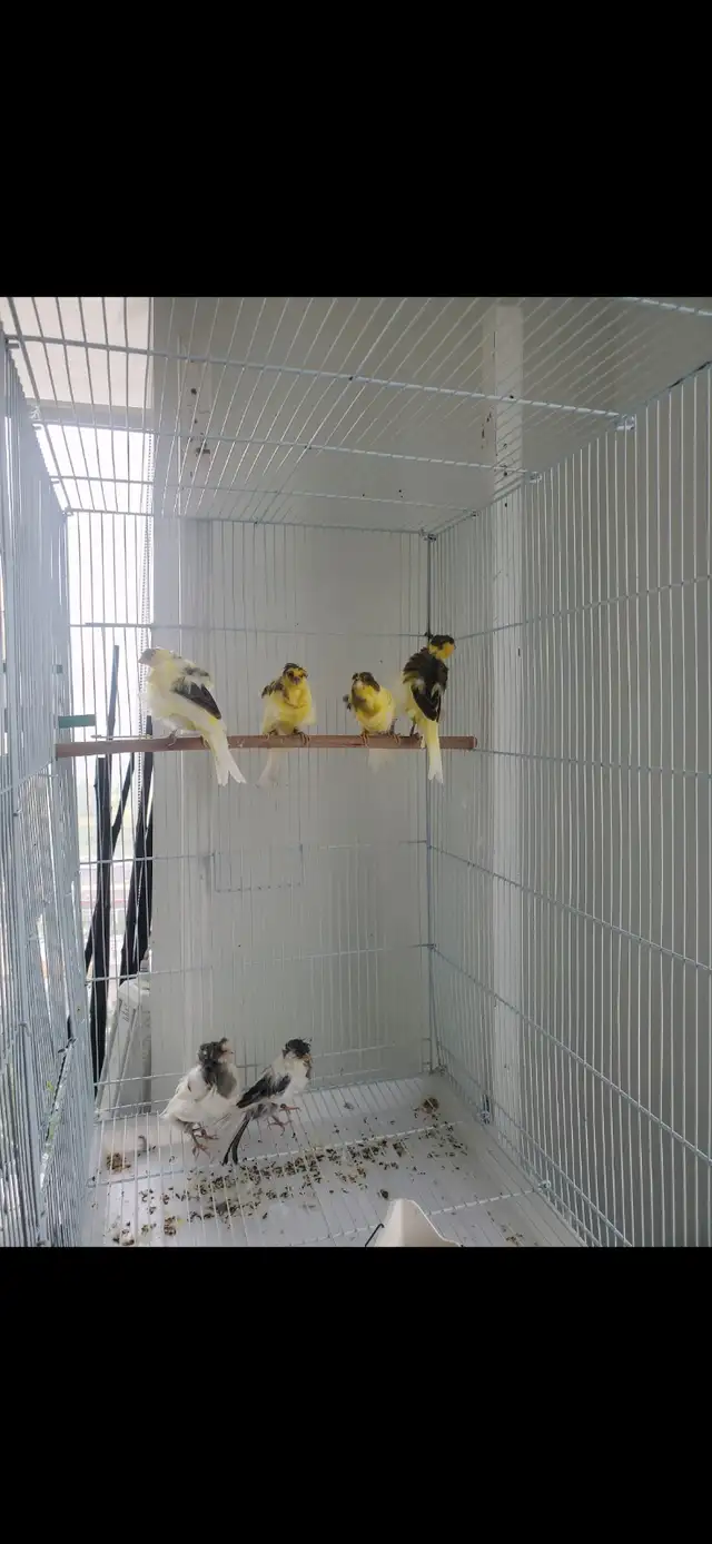 Canaries for sale in Birds for Rehoming in Burnaby/New Westminster - Image 5