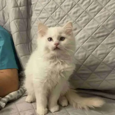 Bonjour, nous avons un mignon chaton mâle ragdoll disponible, son anniversaire est le 19 Novembre, i...