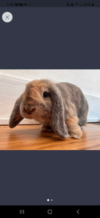 Looking for a male Holland Lop Rabbit plz  