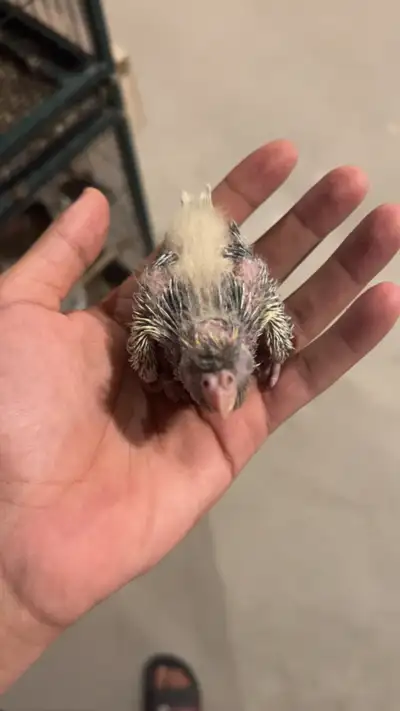 babie cockatiel handfeed, View more