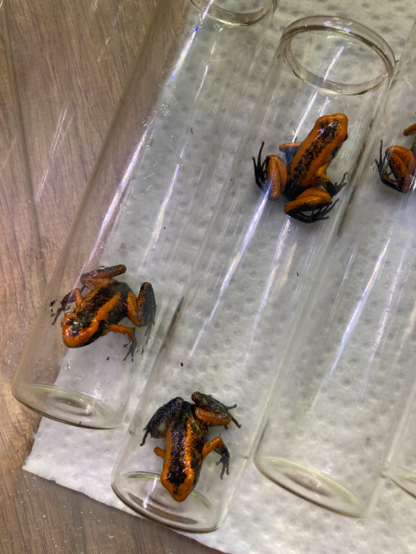 Phyllobates Terribilis poison dart frog froglets in Reptiles & Amphibians for Rehoming in St. John's - Image 3