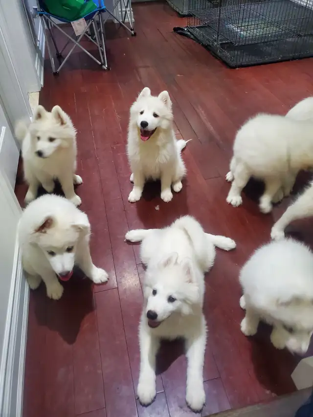 Samoyed Puppy!!*Addopted* in Dogs & Puppies for Rehoming in City of Toronto - Image 4