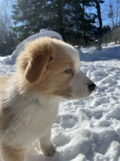 Berger australien CKC, View more