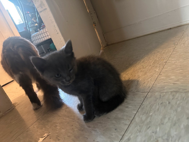 chaton bébé chat  dans Chats et chatons à adopter  à Ville de Montréal - Image 2