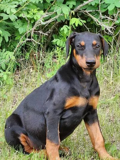 Doberman Puppy, View more