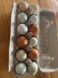 Barnyard mix hatching eggs 