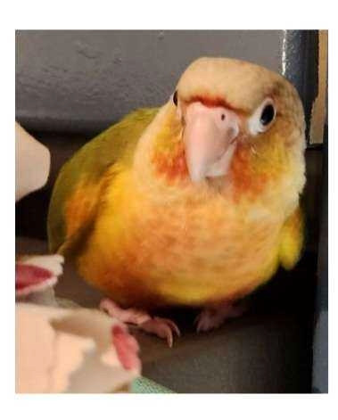 Missing Bird in Lost & Found in City of Toronto - Image 2