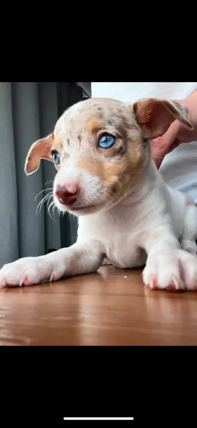 Nés le 25 février ils ont presque 3 mois 1 mâle couleur brun et blanc et 1 femelle couleurs merle be...