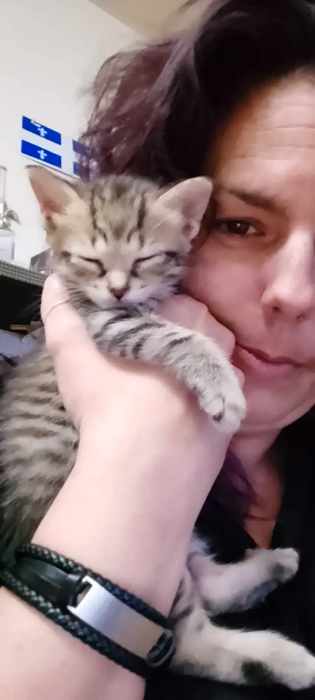 *Chaton Femelle* 8 semaines prête @ partir !! in Cats & Kittens for Rehoming in Laval / North Shore - Image 4