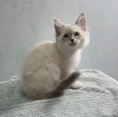Siberian Ragdoll Mix Kittens, View more