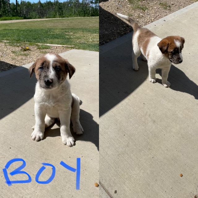 Puppies for Sale Sexsmith, AB Area Dogs & Puppies for Rehoming