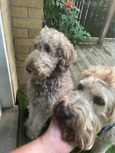 whoodle puppies , View more