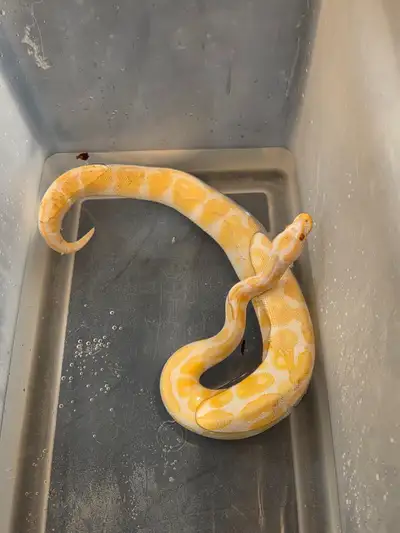 Need gone - Snake Colletion, View more