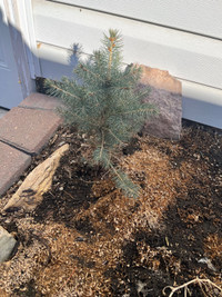Spruce Trees for Sale 