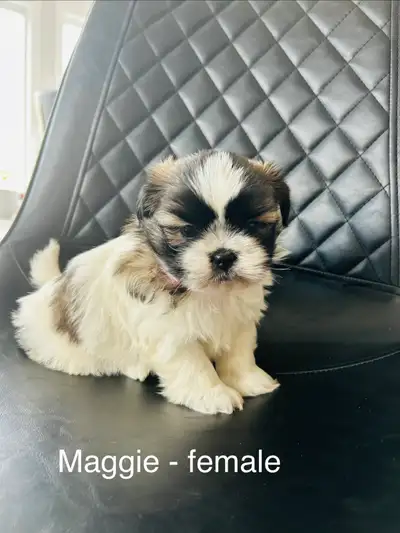 Shihtzu puppies, View more