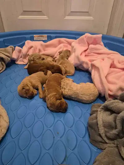 I am thrilled to offer these utterly adorable Goldendoodle puppies, each boasting a unique coat and...