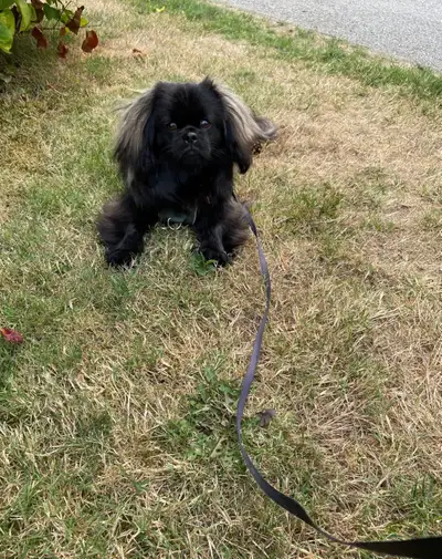 Purebred Male Pekingese Looking For a Loving Home, View more