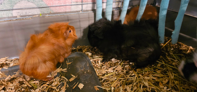 2 bonded baby guinea pigs looking for their forever home in Small Animals for Rehoming in Kingston - Image 4